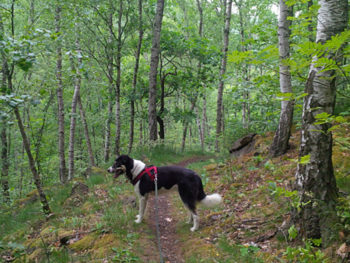 Tharandter Wald Lauf